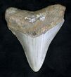 Megalodon Tooth - North Carolina #20718-1